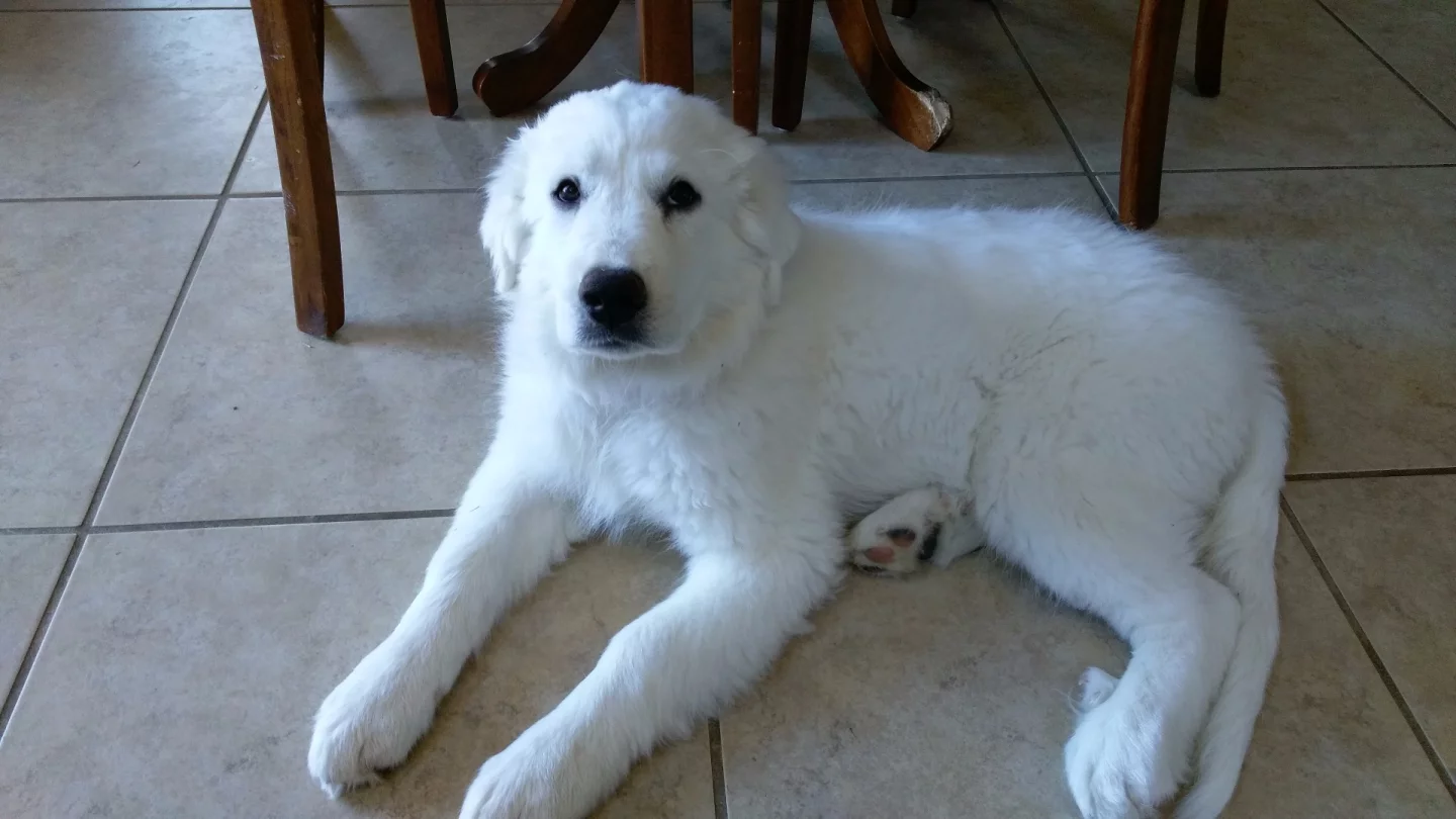 Indoor (medium lit) shot taken with HTC One A9