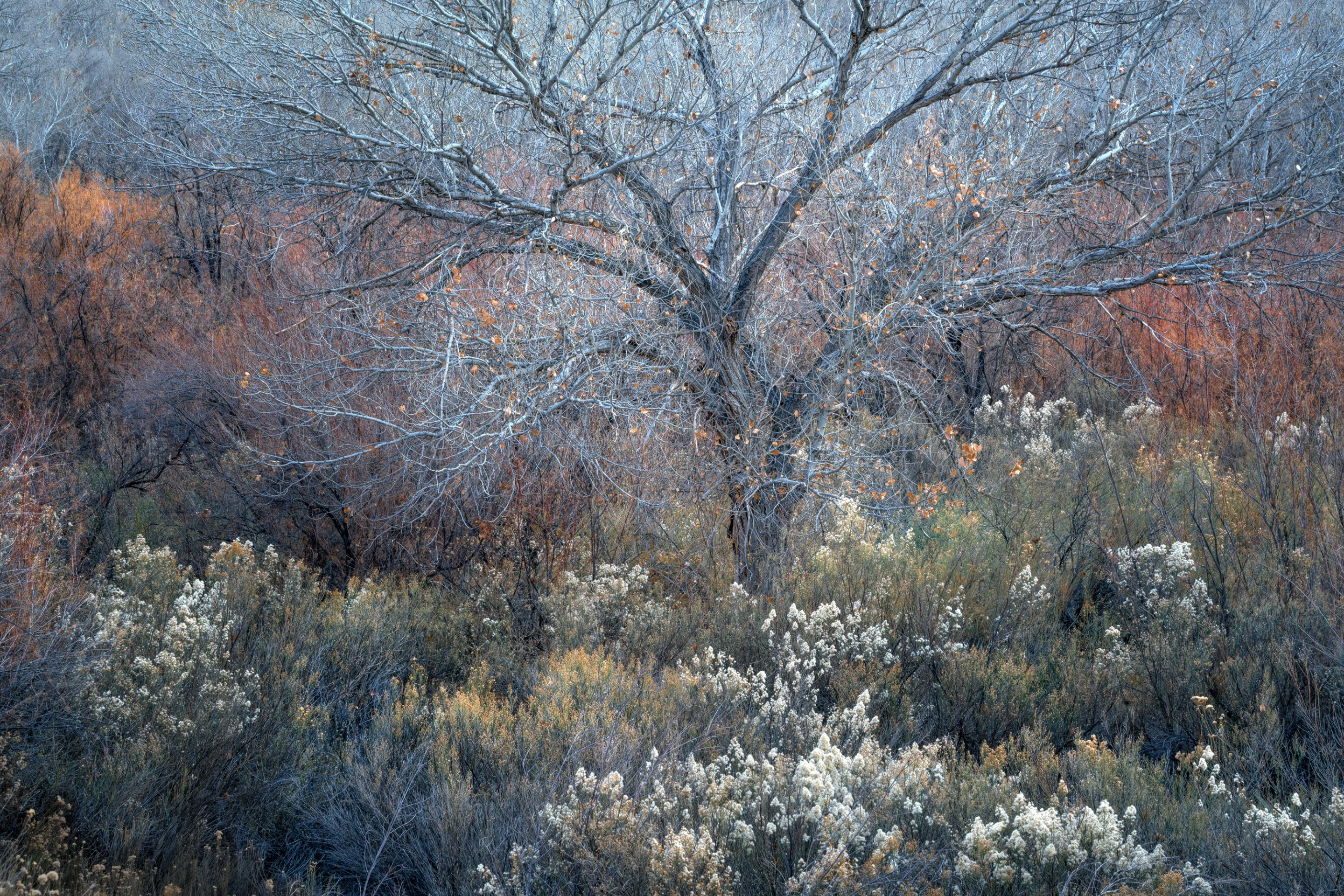 Winner - Photographer of the Year. "As a photographer who strives to show people the value of wilderness, I have always enjoyed seeing and creating more subtle and personal photographs that portray nature in a realistic manner."