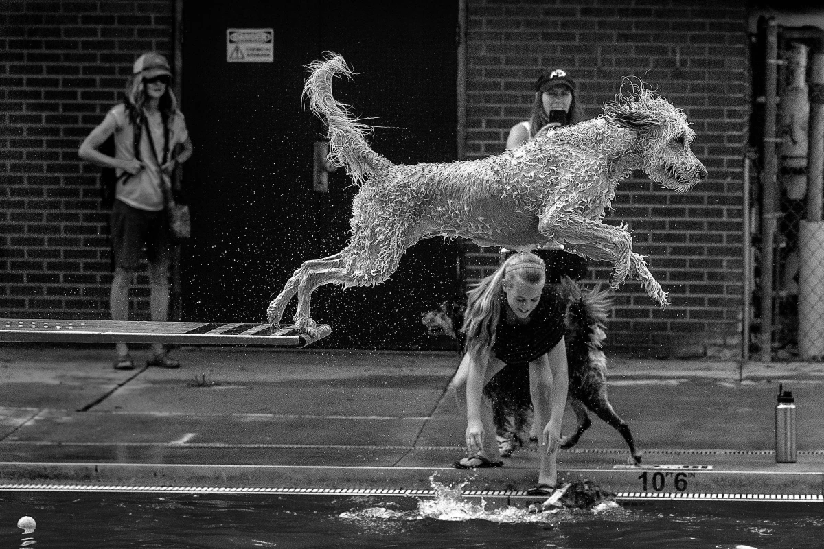 Shortlist, Motion, The Floating Point. A diving dog in an outdoor pool in Colorado, USA