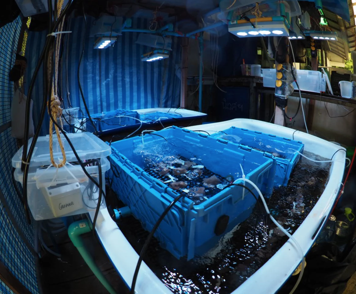 An experimental facility used to carry out microbiome transplantations between corals