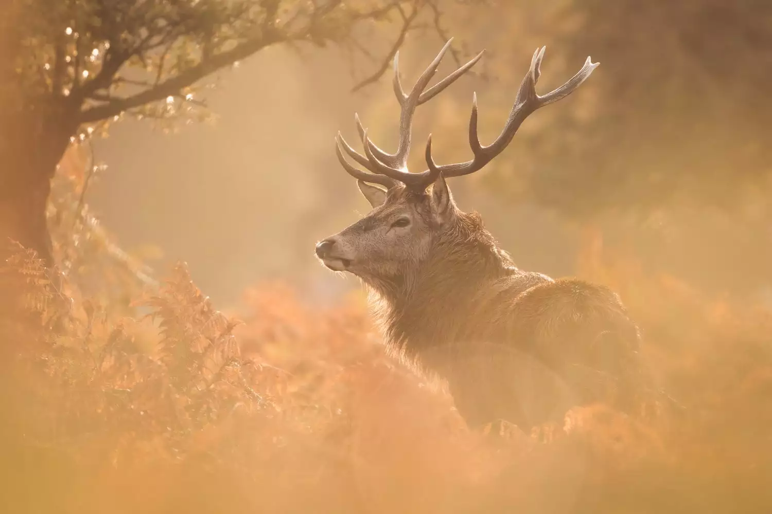 Highly Commended, "Deer Stag Bushy"