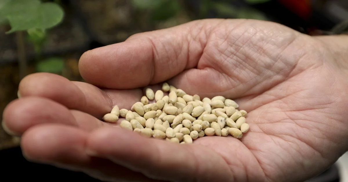 A handful of the TAM66274 seeds – safe for human consumption