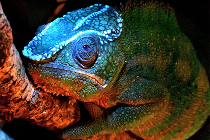 German scientists have discovered that chameleons fluoresce under UV light