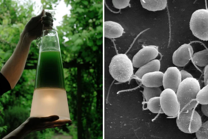 Mike Thompson's algae powered lamp