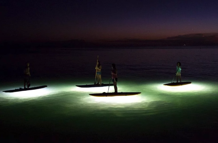 NOCQUA encourages paddlers to come out of nocturnal hiding