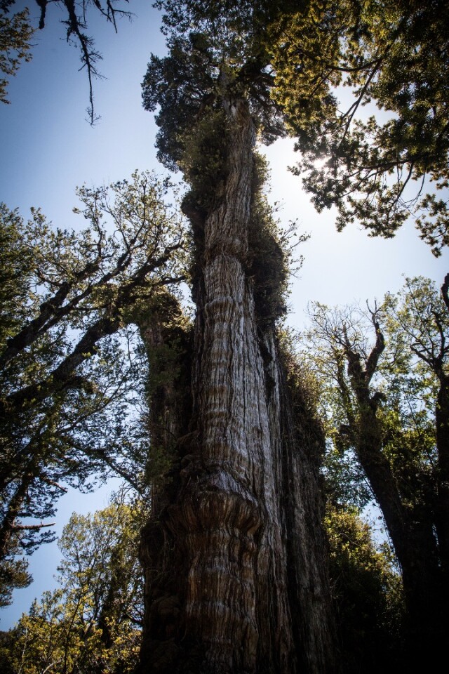While 3,622 is a decent stint, the Gran Abuelo isn't the oldest living tree on the planet