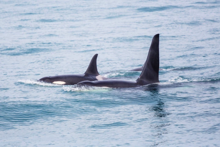 Orcas are one of the mammal species in which the difference between female and male lifespans is most apparent
