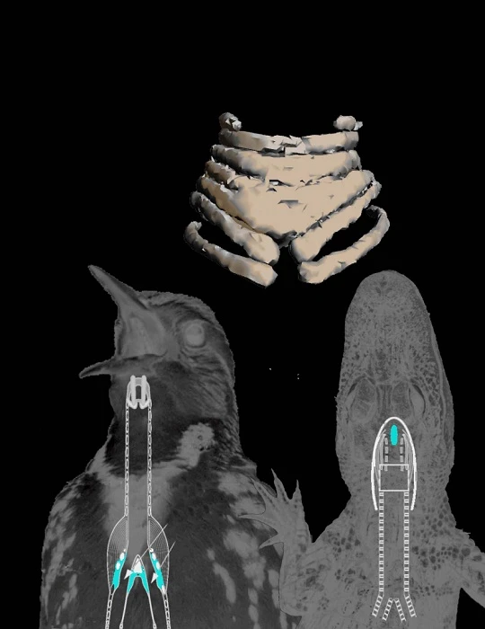 The syrinx (top), sits at the fork of the trachea in birds and allows them to produce diverse songs and calls, very differently to the larynx-based vocal organ of crocodiles and other species