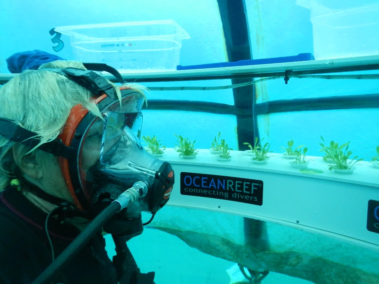 Basil, the most typical Ligurian herb, is grown in both hydroponics and in soil