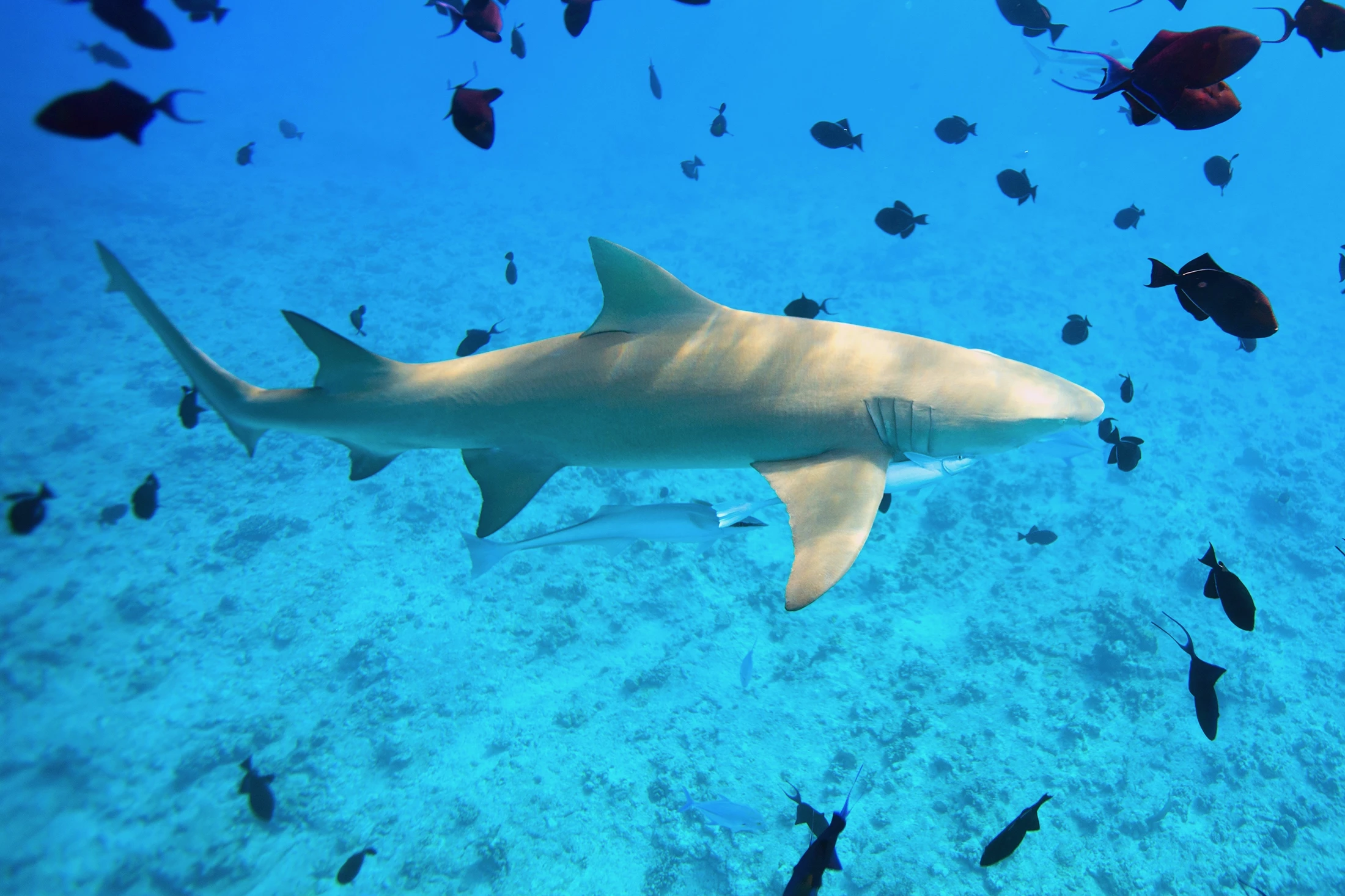 A modern lemon shark – just imagine this, but eight times bigger
