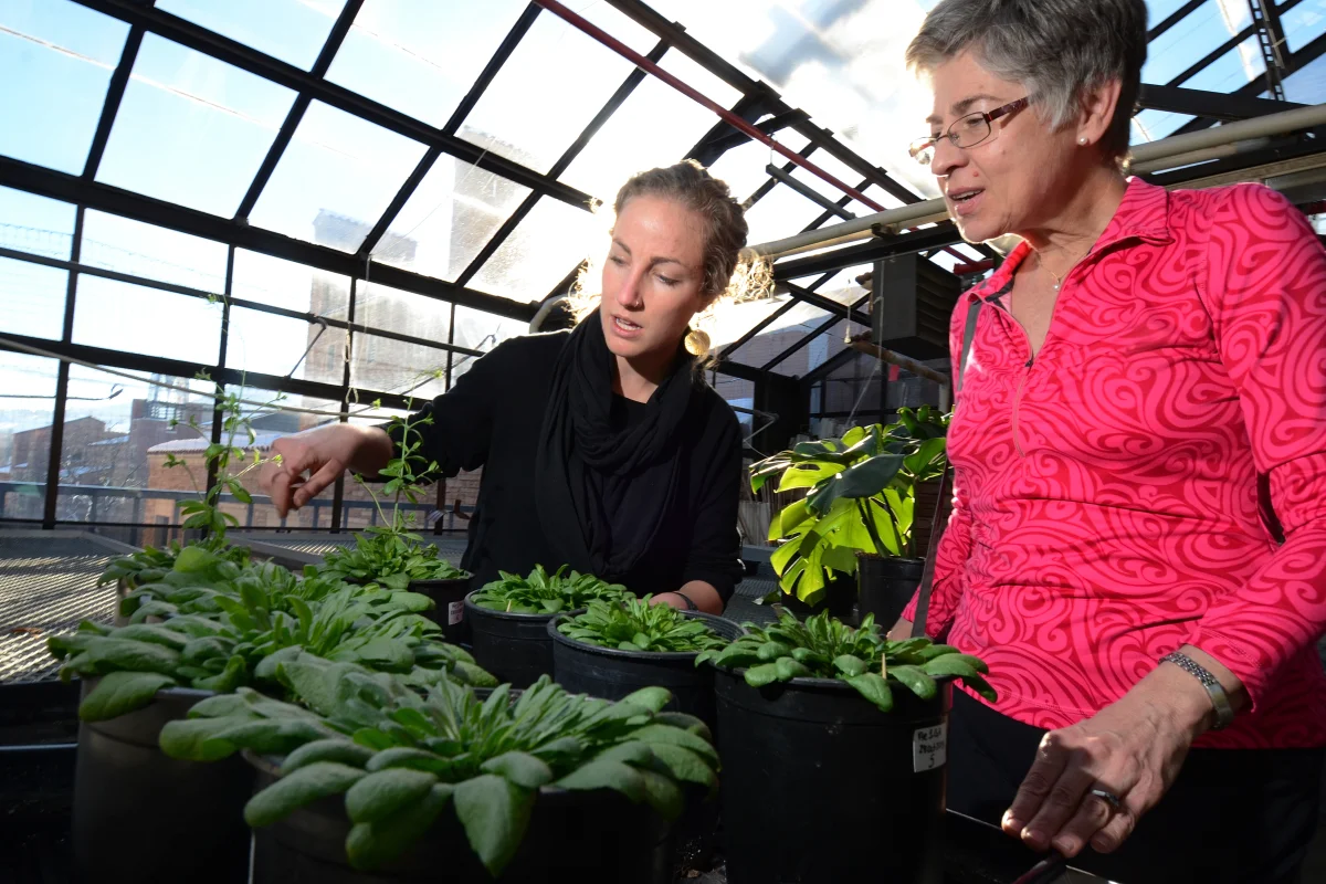 Researchers have discovered conditions that would allow plants to grow quickly in optimal conditions, while still developing a nutrient that would otherwise be absent