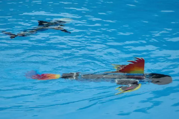 Students are encouraged to design their own robot fish with the naro-nanin edutainment program (photo: naro - nautical robots)