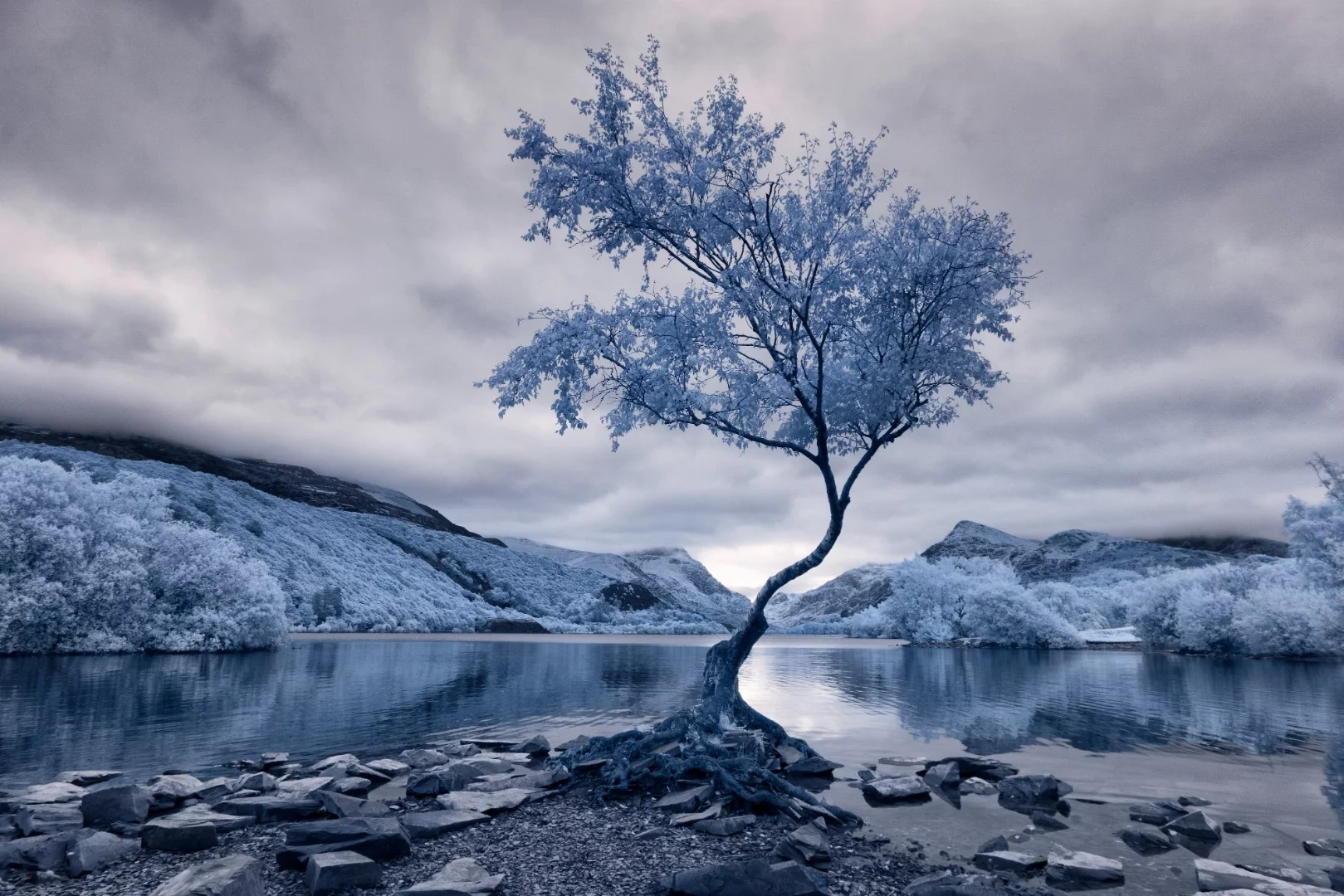 First place winner in the Landscape category - Lonely Tree