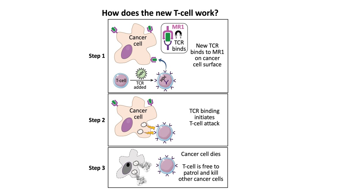 An outline describing how the newly discovered T-cell targets and kills cancer cells