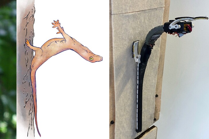A gecko using its tail to keep from flipping over backwards after making a head-first landing, alongside a bio-inspired robot doing the same thing
