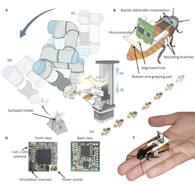 A diagram of the assembly line and the cyborg cockroaches – manually-assembled cyborgs have already been field-tested in Myanmar, in the aftermath of a 7.7-magnitude earthquake
