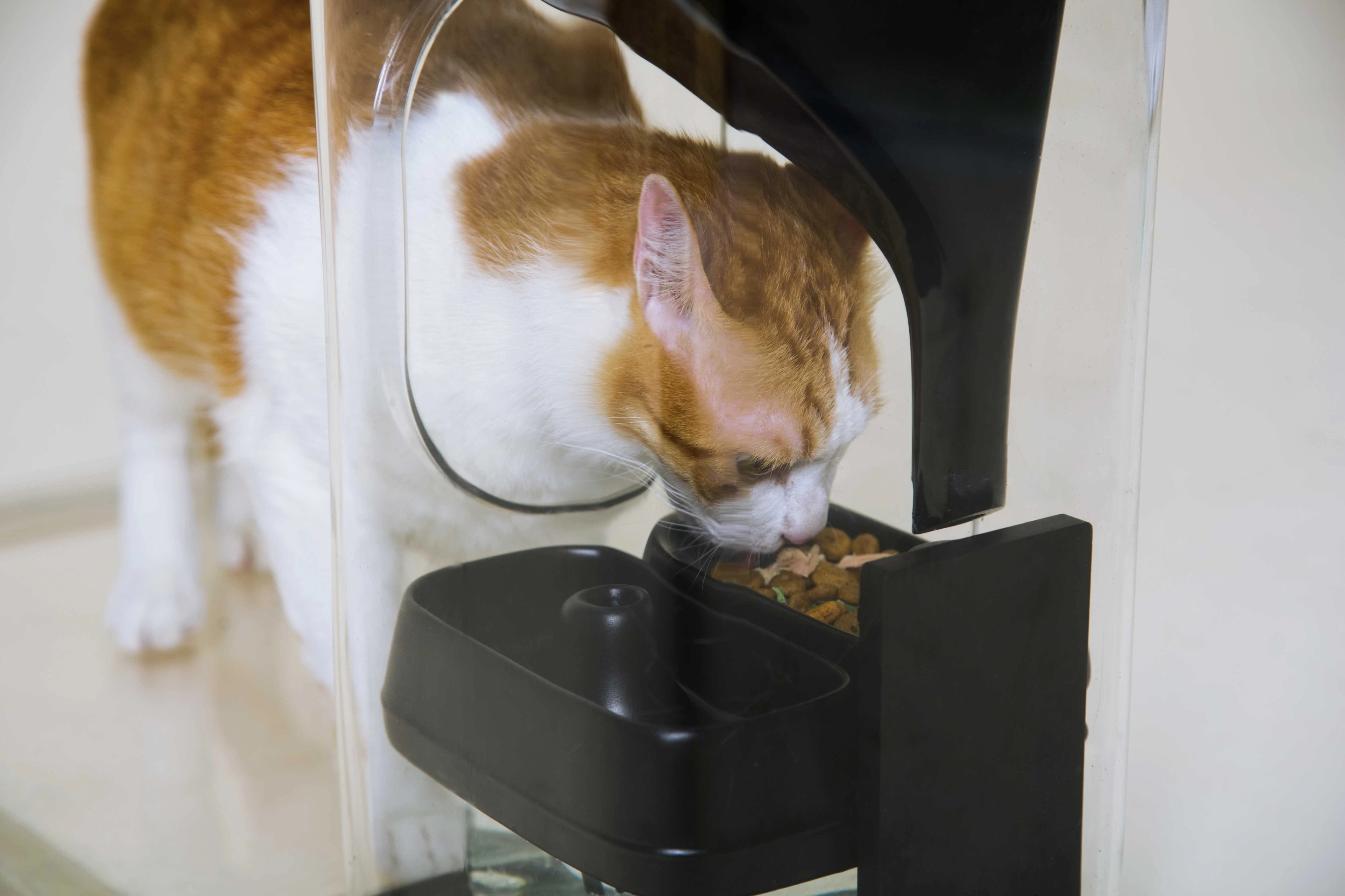 A cat eats from the Bistro smart feeder