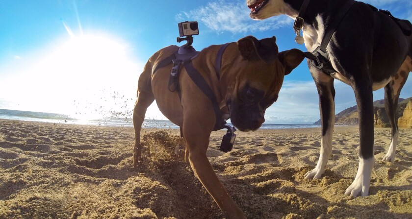The GoPro Fetch is an action camera mount for your pooch to capture footage from its point of view