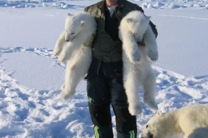 BYU biologist Thomas S. Smith with Polar Bear cubs and their unconscious "mother" - "If she were conscious, she'd be holding me," Smith said. Photo: Thomas S. Smith / BYU