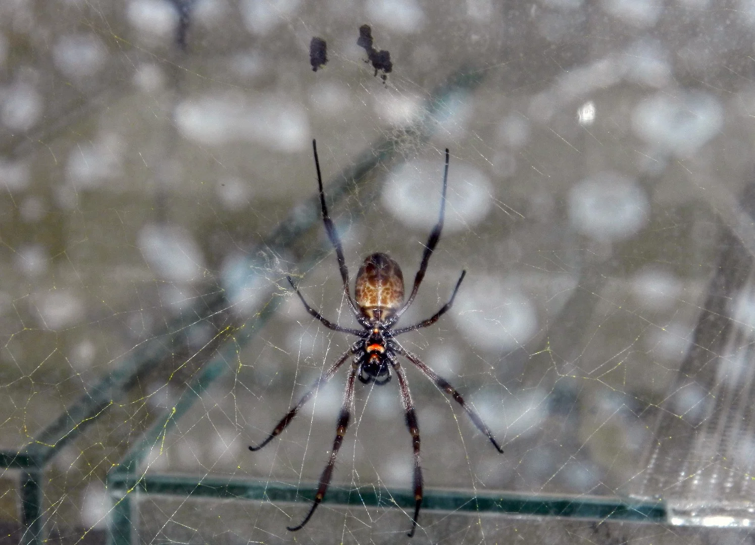Tanzania's golden orb-weaver spider, whose silk is so strong that fishermen use it as fishing line