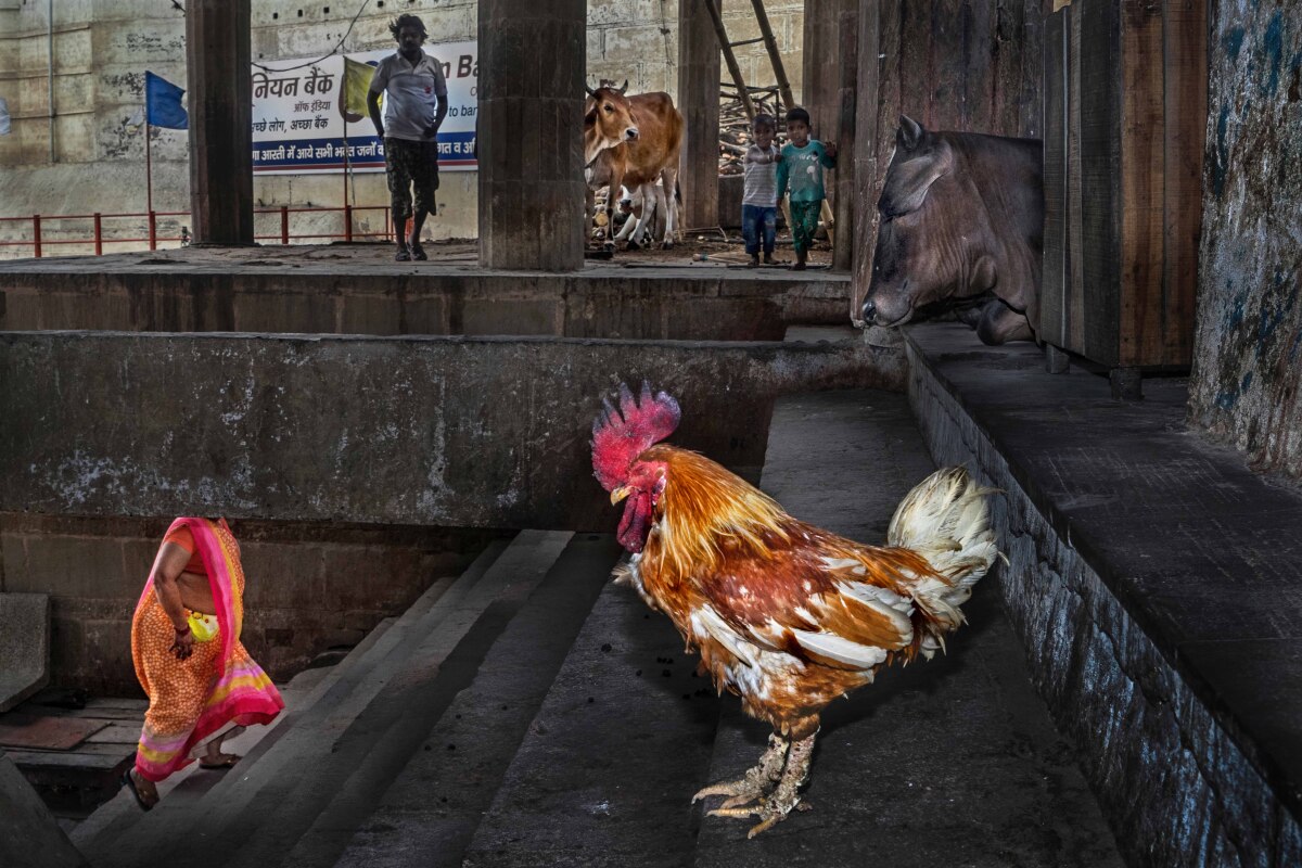 Overall Winner. Coexistence