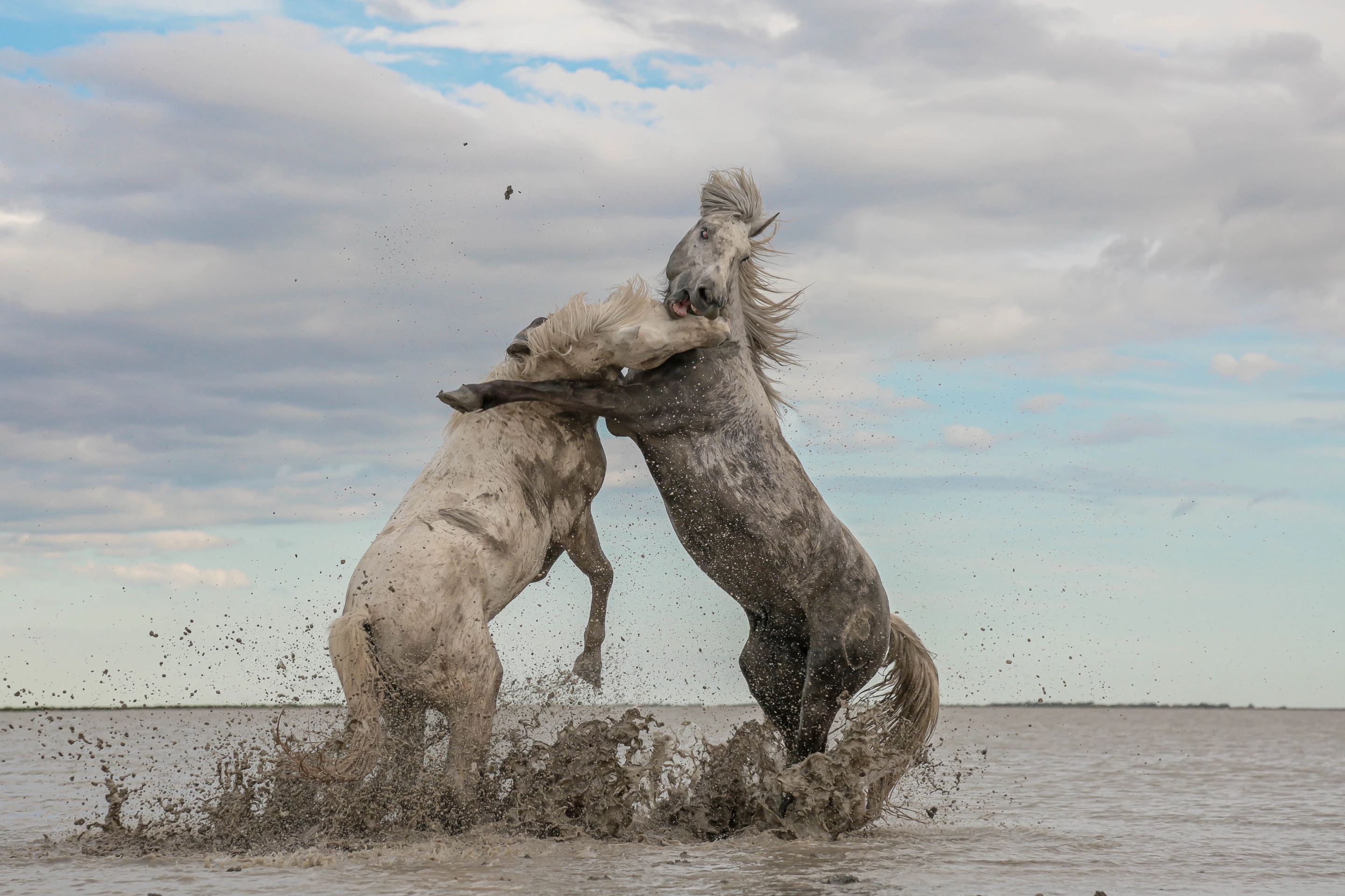 Honorable Mention, Nature.