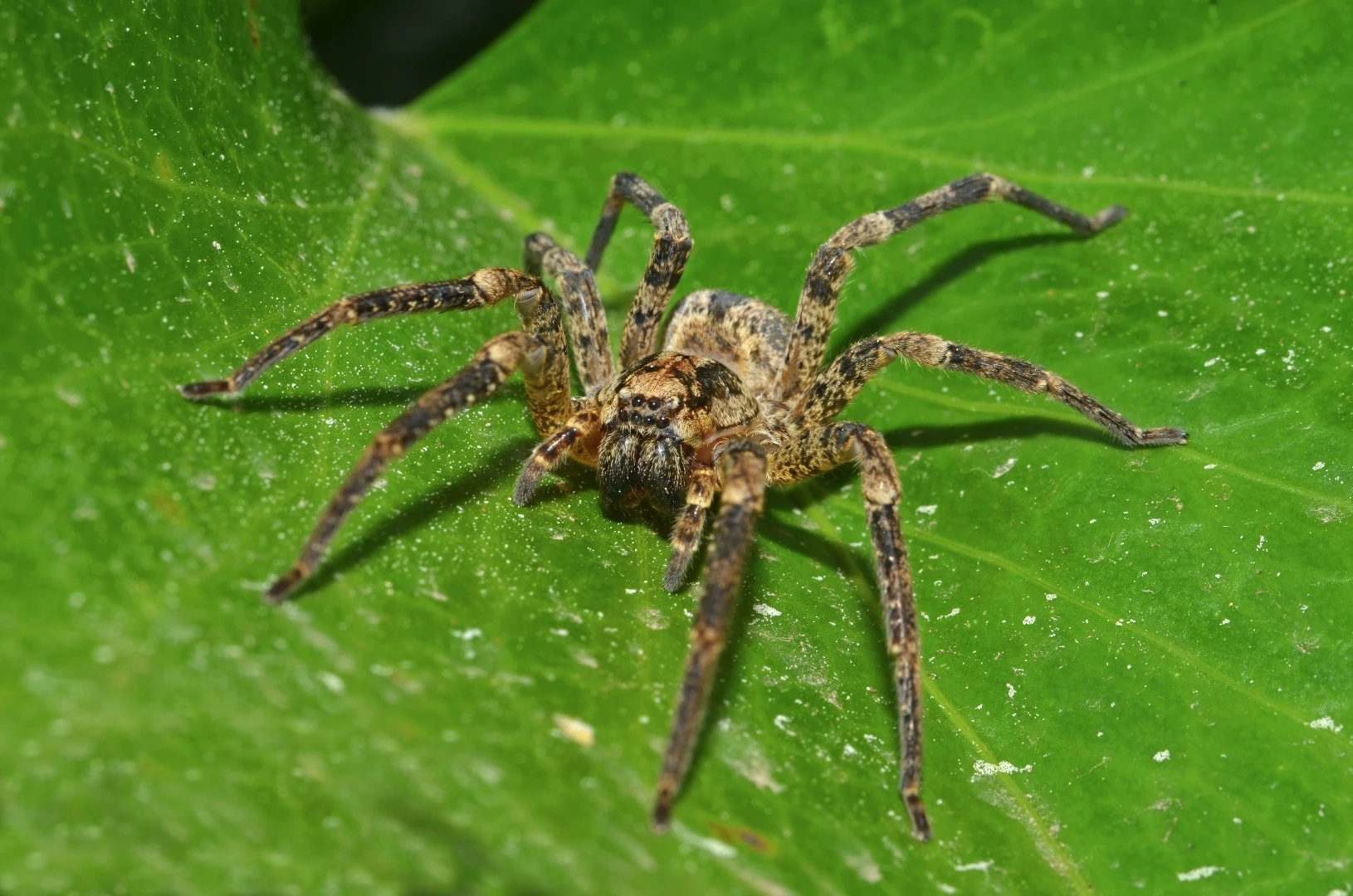 A wolf spider preparing to eat some insects (probably)