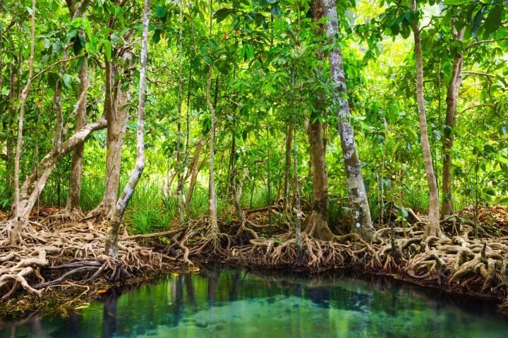 Engineers have created a new solar still for water purification, inspired by the water transport process of mangrove roots