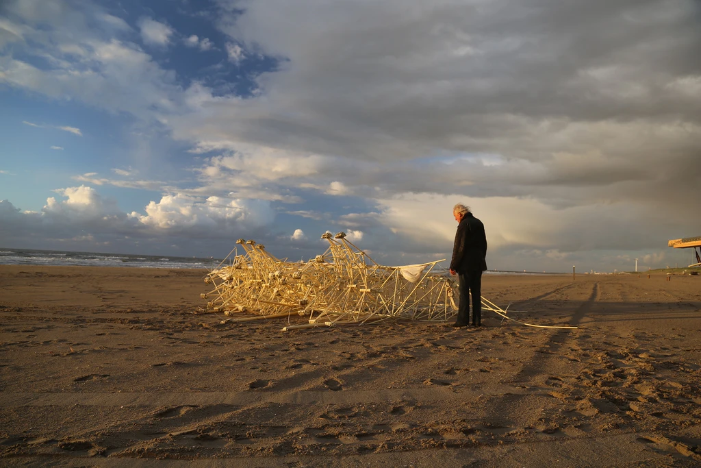 Theo examines a tipped over Apodiacula animal at Silent Beach (Photo: Theo Jansen)
