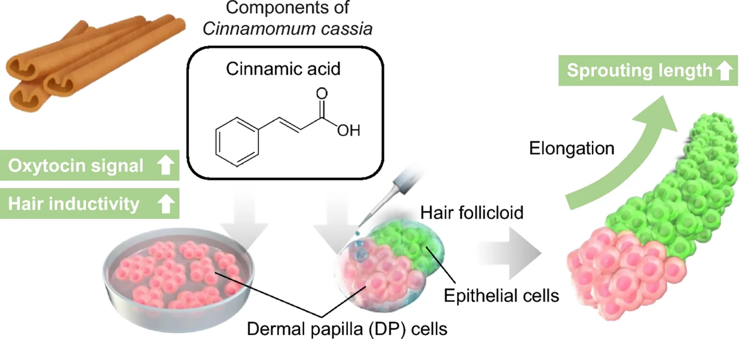 Treating hair follicle organoids with cinnamic acid treatment increased their sprouting length, suggesting that the treatment promoted hair growth