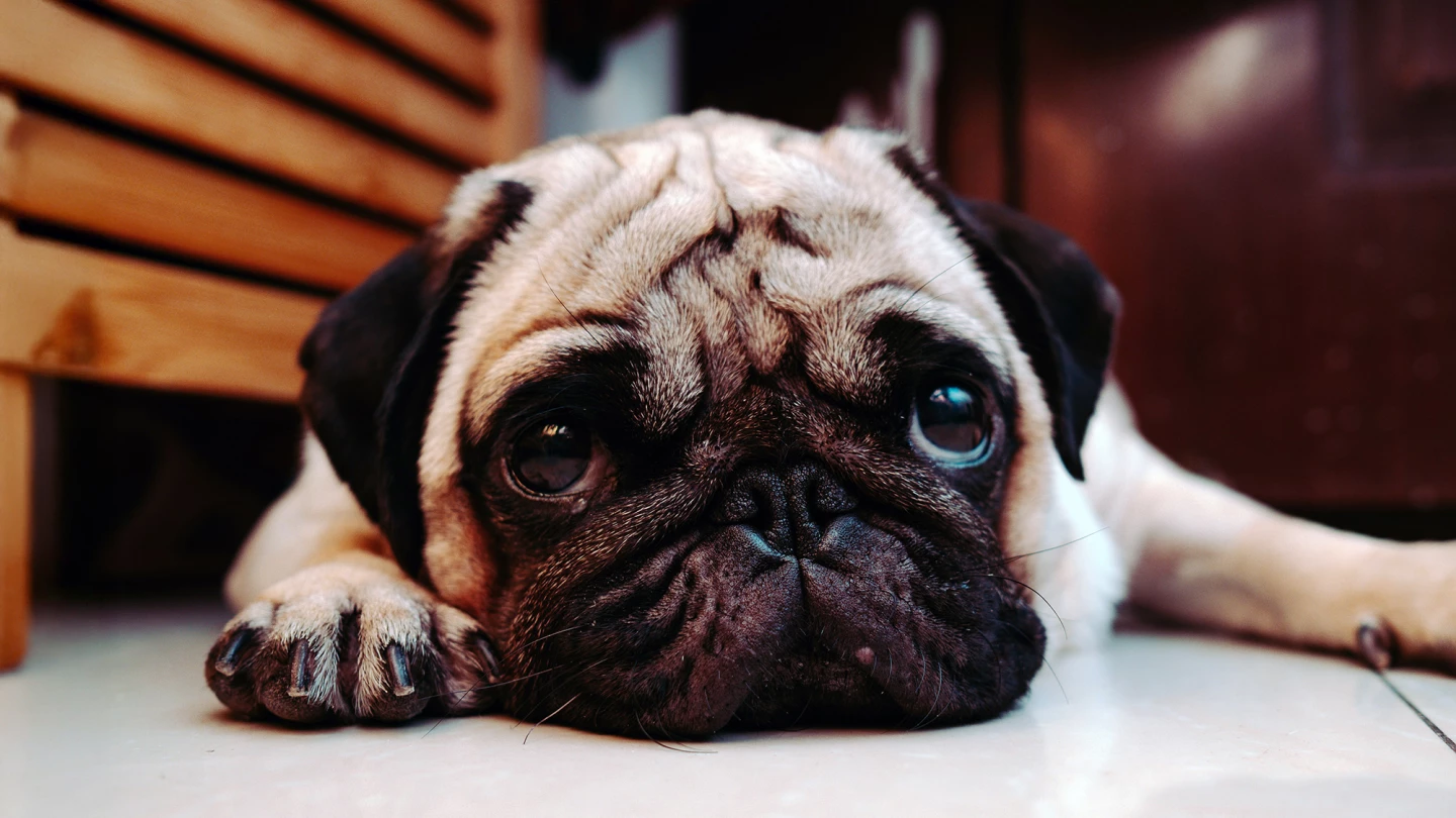 Whether a dog has a short-, medium-, or long-nose, affects their behavior