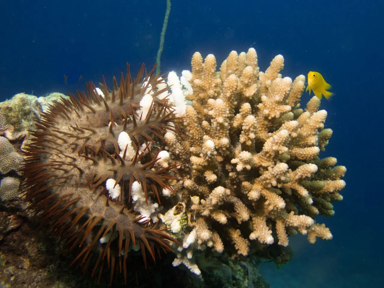 Wild, uncontrollable outbreaks over the past few decades have seen thecrown-of-thorns starfish multiply to devour vast amounts of coral in the Great Barrier Reef, and as it stands there's little that can be done