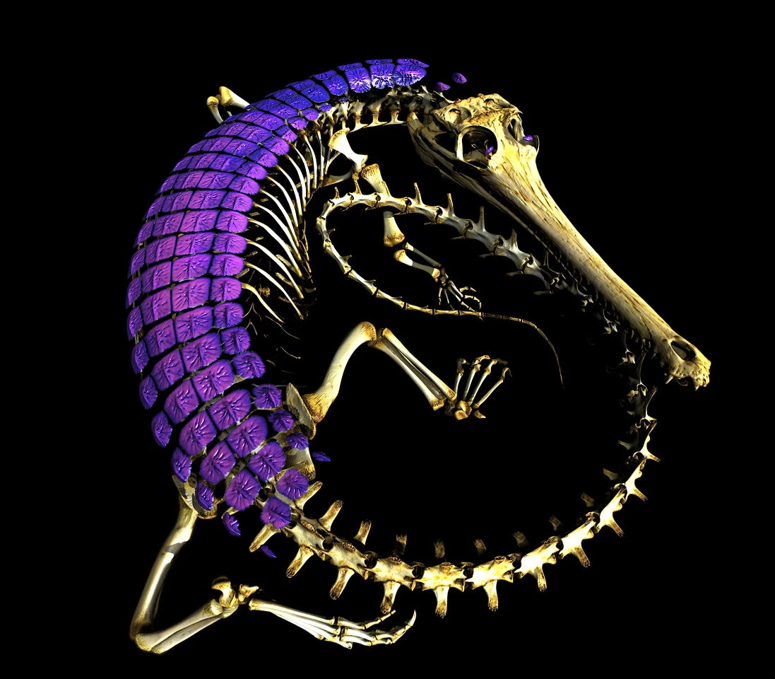 While skin bone plates are well studied in crocodylians (shown here in a gharial, in purple), their presence in lizards and snakes has long remained poorly understood