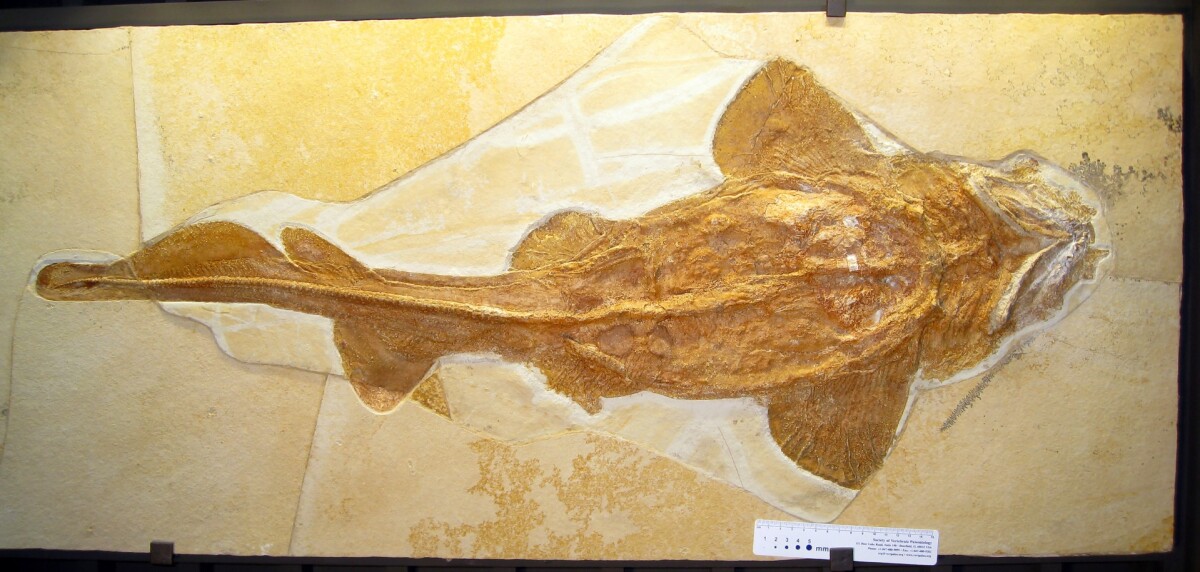 A whole skeleton of the fossil shark Palaeocarcharias stromeri, from the Jura Museum Eichstätt