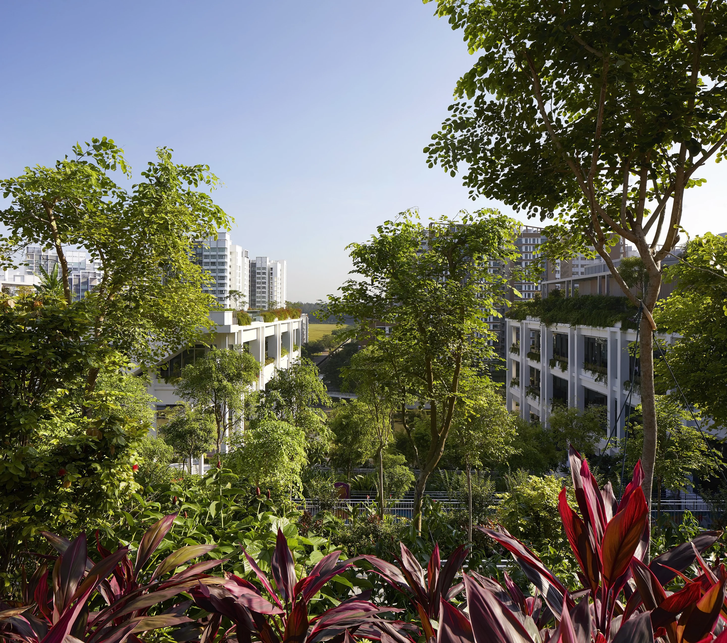 Oasis Terraces is defined by its lush greenery