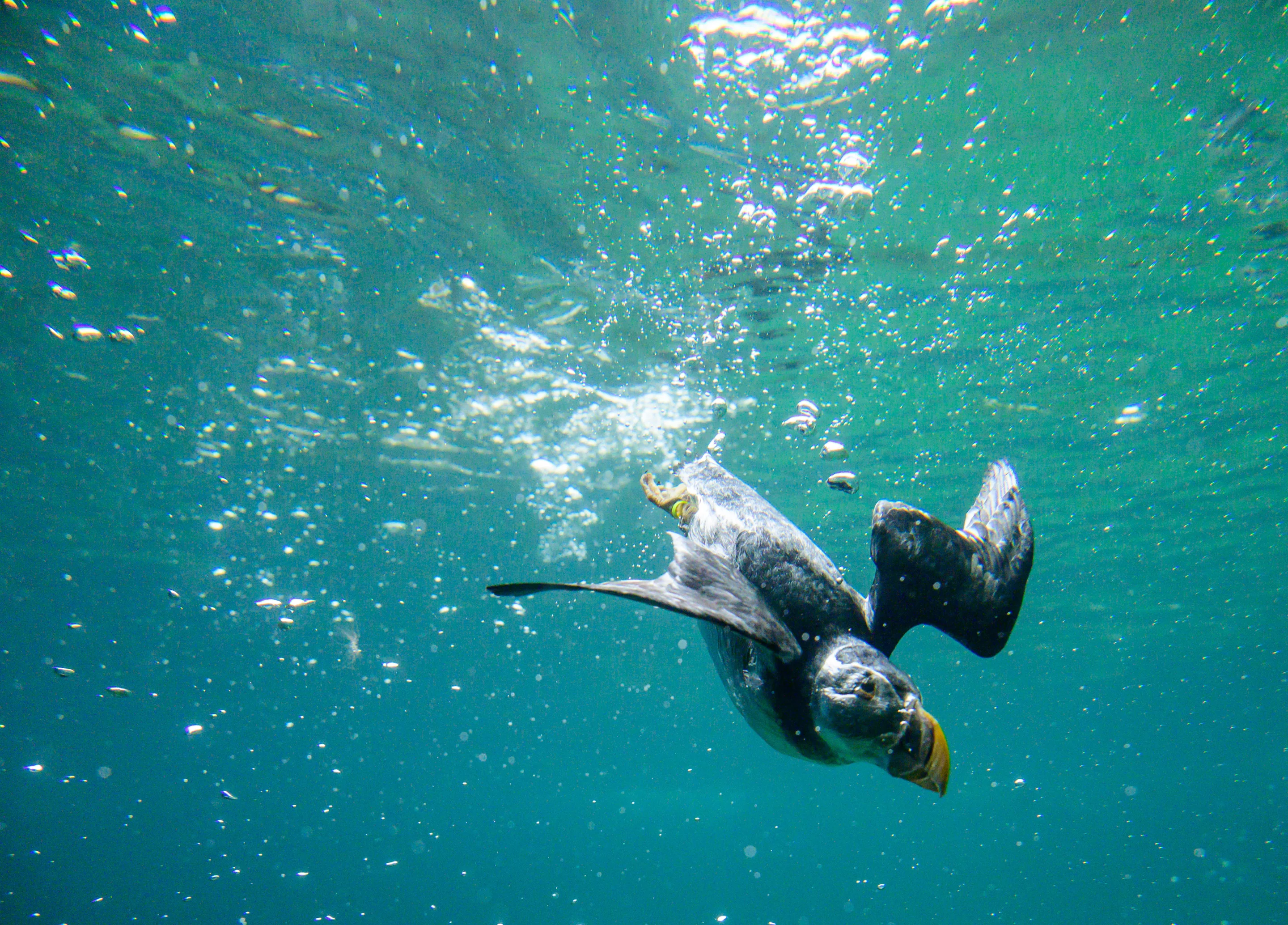 Gulls, puffins, and petrels are among the 100 species of birds that can both fly and swim