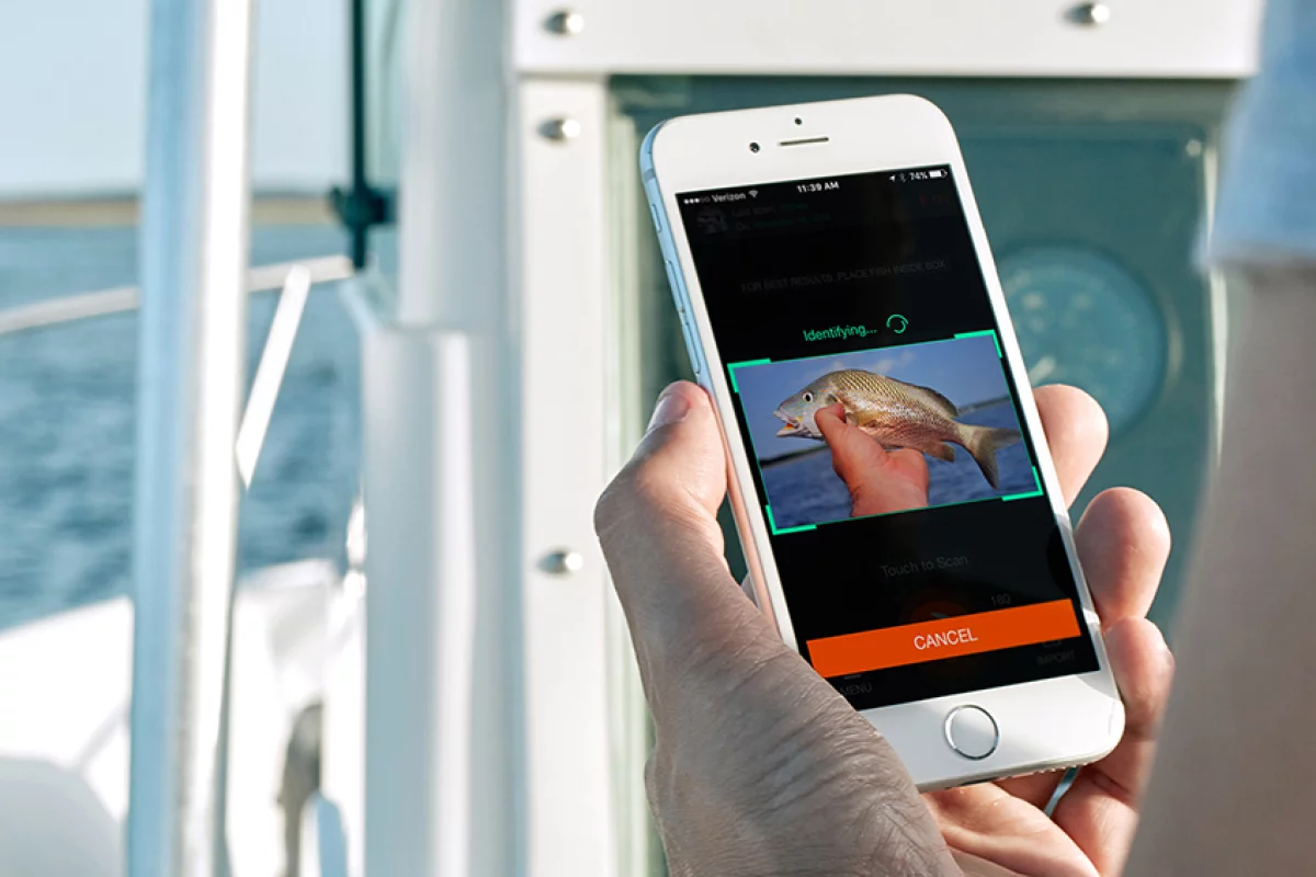 The creators are seeking funding to expand the area that FishVerify can operate in, ideally accessing laws and species from other US states and eventually around the world