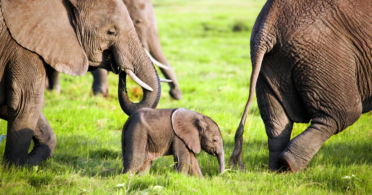 Fitbit-like trackers reveal sleeping patterns of wild elephants