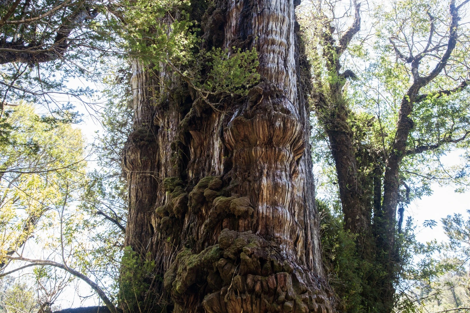 In 1993, researchers used growth-ring counting to verify the age of the Gran Abuelo