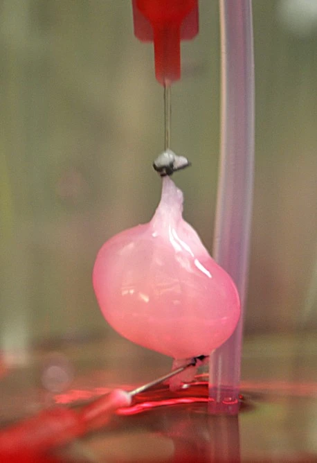 Lab-grown rat kidney (Photo: Massachusetts General Hospital)