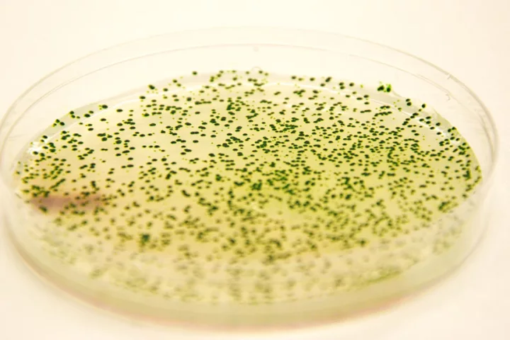 Genetically engineered strains of the cyanobacterium Synechococcus elongatus in a Petri dish