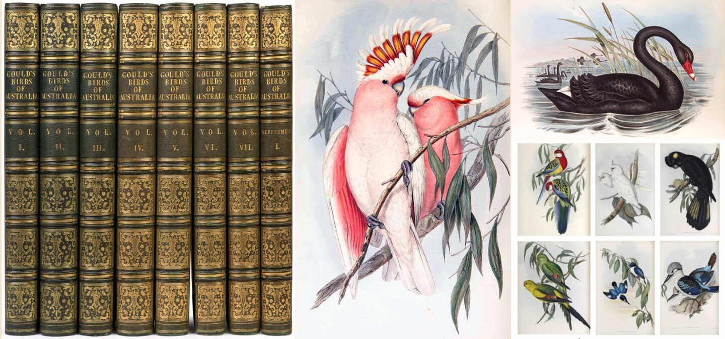 John Gould's best known work amongst dozens of highly regarded major publications is his Birds of Australia and for good reason: with 828 extant endemic species, Australia is home to approximately one in 12 of the world's unique bird species, and most of the world's birds can trace their lineage to the continent. Given that Gould's seven volume Birds of Australiadescribes 681 species, 328 of which were new to science at the time of publication (1840 – 1848), he must have worked diligently in the two years he spent collecting specimens. Just 250 sets of the seven-volume work were printed, and they rarely reach auction, with this copy fetching $349,120 (AUD $446,400) at Mossgreen on October 22, 2017 and another copy sold by Christies on June 15, 2017 for $295,000.