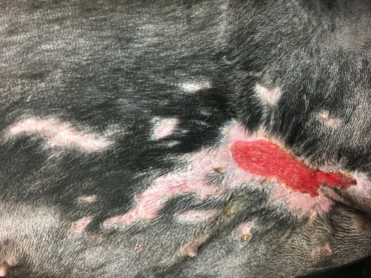 Vets use fish skins as grafts, putting burned Rottweiler on road to