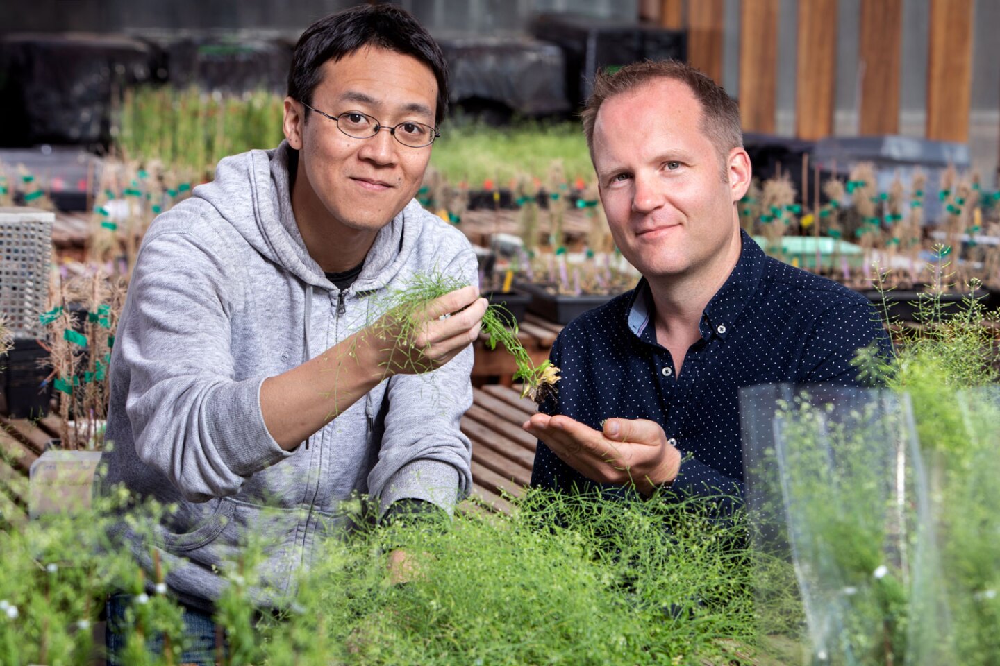 Study authors and scientists working on the Harnessing Plants Initiative, Takehiko Ogura and Wolfgang Busch