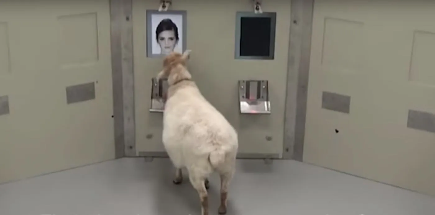 Sheep were able to select the faces of celebrities from a random queue of images with a high rate of success
