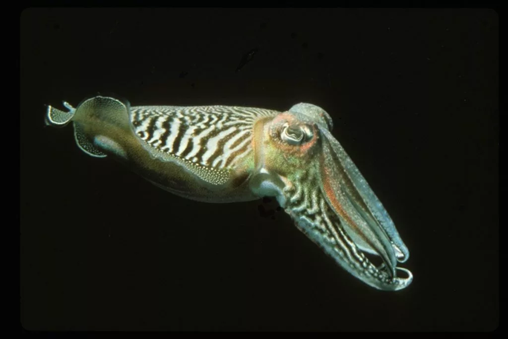 The study was conducted on 24 common cuttlefish, aka Sepia officinalis