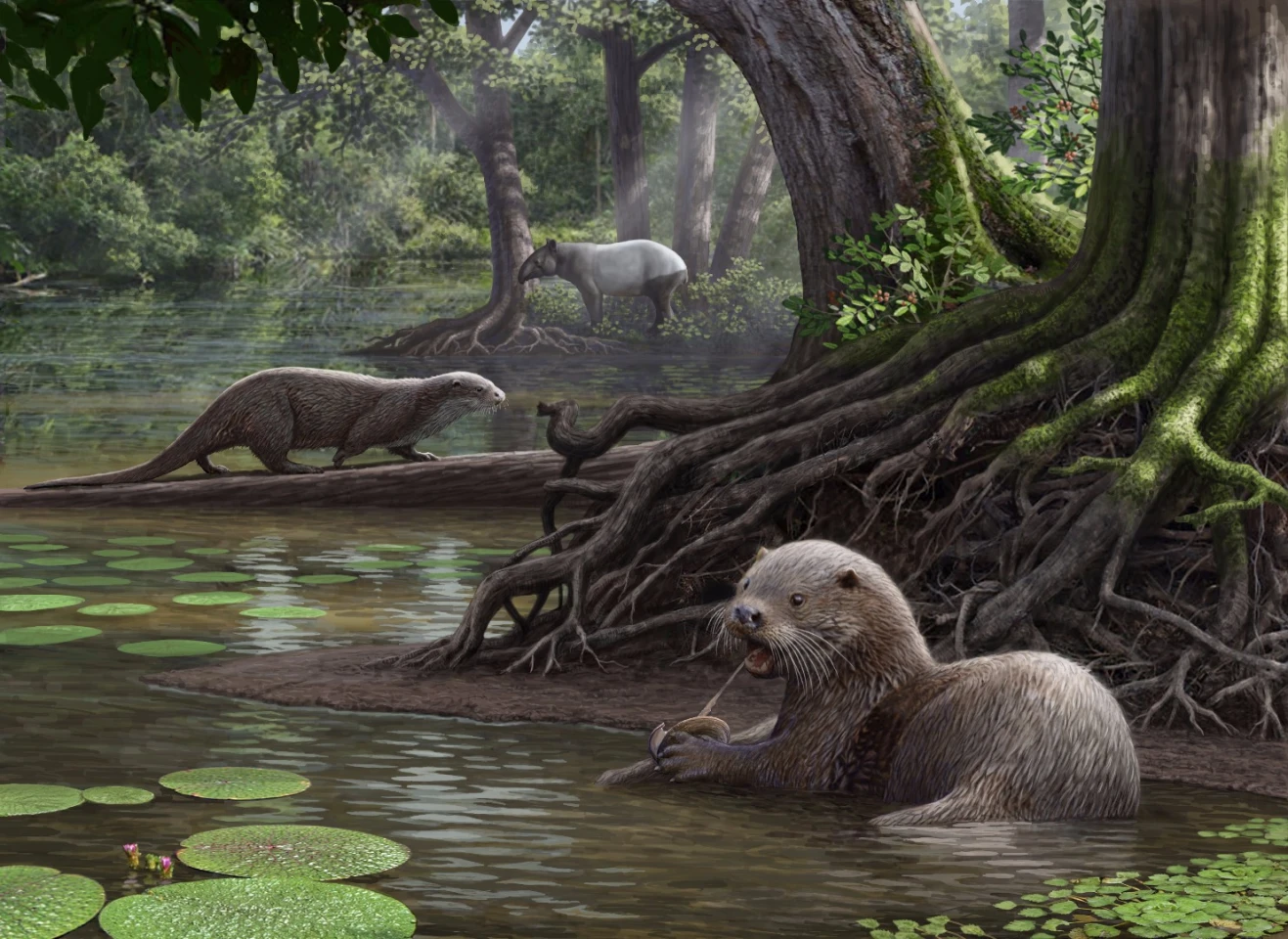Artist's impression of Siamogale melilutra