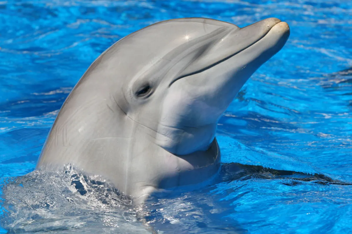 Scientists have created an underwater speaker for use in studying dolphin communication (Photo: Shutterstock)
