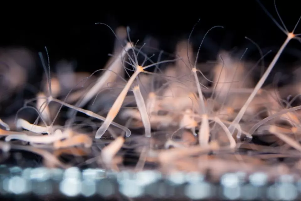 Hydra are tiny freshwater invertebrates that can regenerate any tissue type in their bodies, including their central nervous system