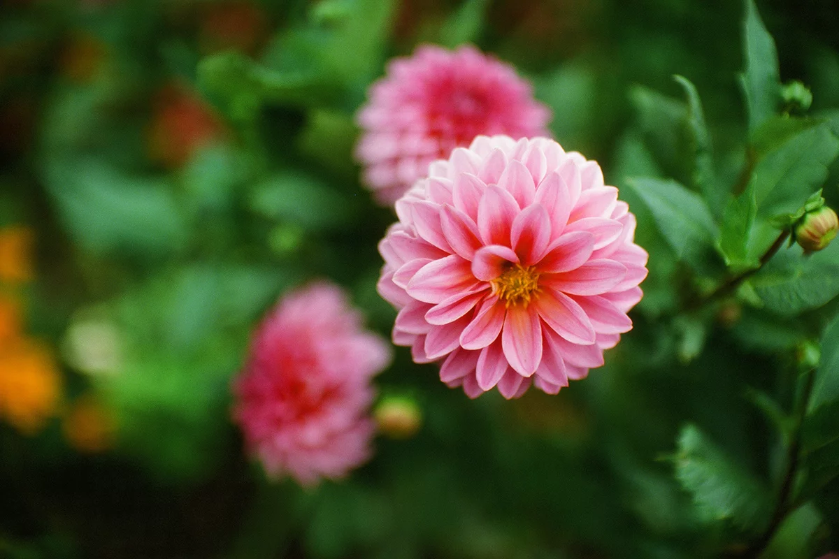 These sample images released by Kodak highlight the features of the new Ektachrome E100 film